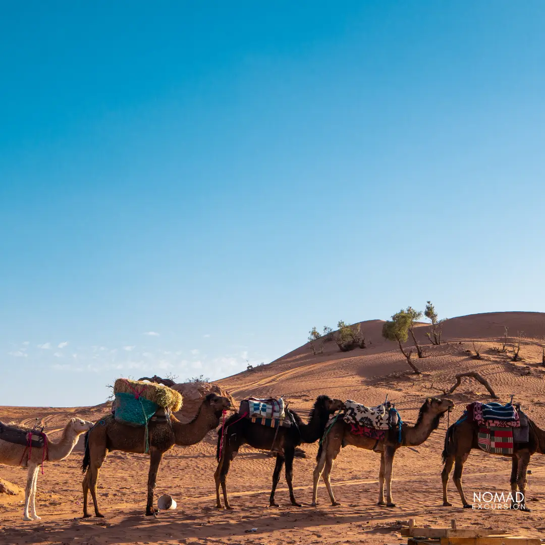 2-days-1-night-zagora-desert-tour-from-marrakech