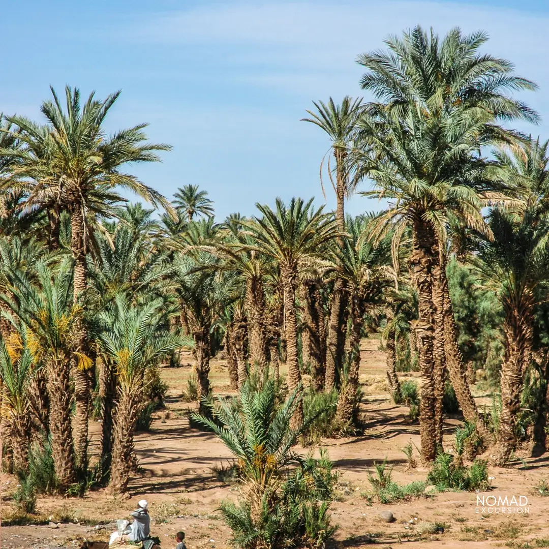 zagora-desert-palm-tree